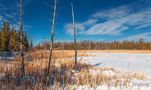 Marsh In Winter_13862-3.jpg - Photographed at Ottawa, Ontario - the capital of Canada.